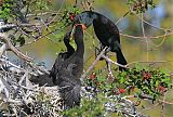 Double-crested Cormorantborder=